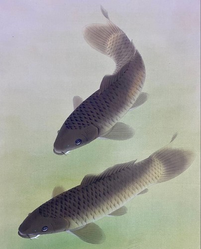 Rika nagata swimming carp - nagata,