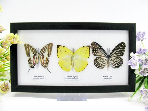 Vrais beaux papillons - 3,
