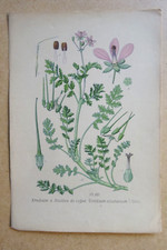 BOTANIQUE Fleur Planche