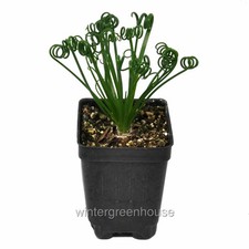 Albuca spiralis frizzle - spiralis,,