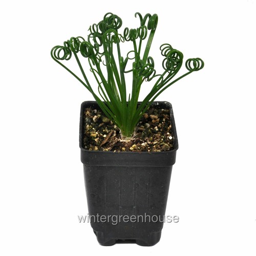 Albuca spiralis frizzle - spiralis,,