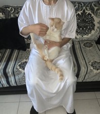 Qamis Brodé 52 à 60