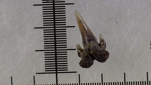 Shark tooth dent - de, requin