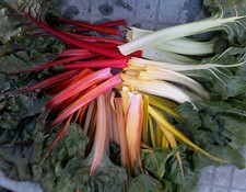 ☺150 graines de 5 couleurs de poirėe /blettes /cotes de bette