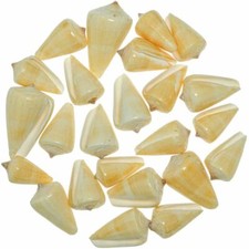 Coquillages conus quercinus polis - 3 à 7 cm - Lot de 7