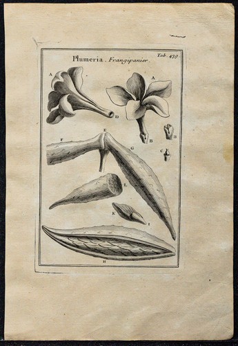1719 frangipanier - -, (plumeria)