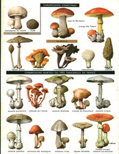Document planche ancienne champignons issue de livre 1967