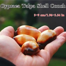 Coquillage De Limace De Mer