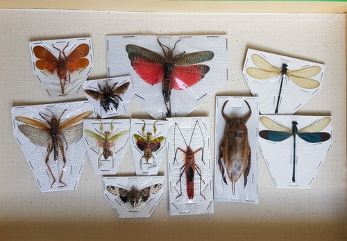 Lot x11 insectes divers - lot,