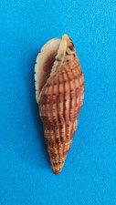 Lyria solangeae 51,4 mm f+++