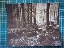 DD153 PHOTO TBE circa 1950 28x23 foret de Gerardmer - Auteur inconnu