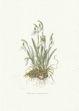Planche 21 Histoire Naturelle Flore : Perce-Neige
