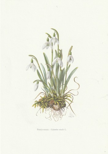 Planche histoire naturelle - 21,