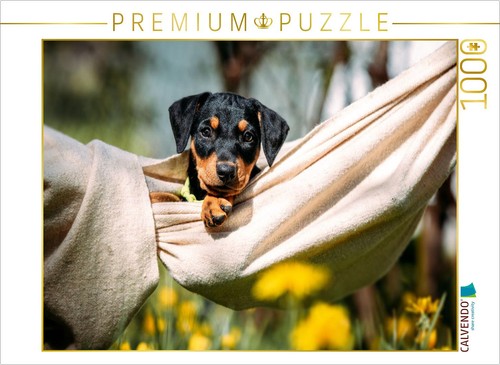 Puzzle calvendo pinscher - calvendo,