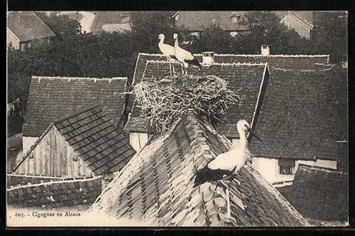 Alsace cigognes - cigognes,,