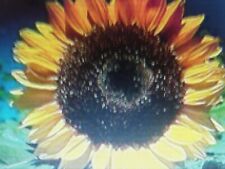 30 Graines de TOURNESOL GEANT