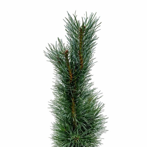 Pinus sylvestris fastigiata - sylvestris,