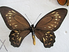 Entomologie Papilionidae