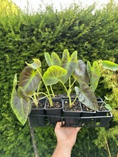 Colocasia « Royal Hawaiian Aloha » 