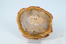 Bois petrifié du Madagascar