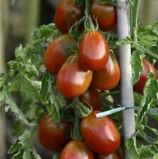 25 Graines de Tomate Cocktail Prune Rouge Méthode BIO seeds légumes ancien rare