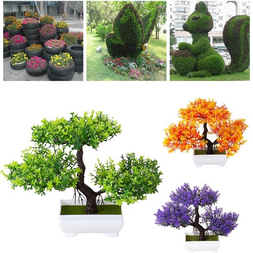 Plante pot bonsaï - plante, de