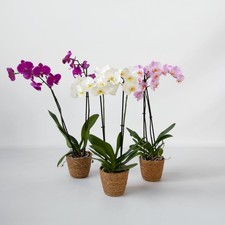 Orchidée papillon - x3 - Phalaenopsis panier déco - Hauteur 50-60cm - ⌀12cm