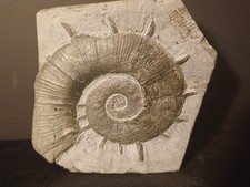 Ammonite Crioceratites Loryi,Hauterivien, Curnier Drôme 82mm 10v036