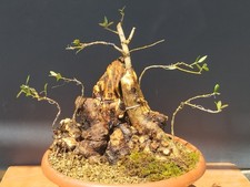 Bonsaï olivier 36 x 30 cm en