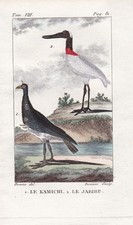 Storch Sattelstorch Wehrvogel