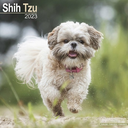 Calendrier 2023 shih tzu - calendrier,
