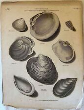 Musique Mactra Mya Radiata Islandica Edulis Conchigliologia Coquillages 1808