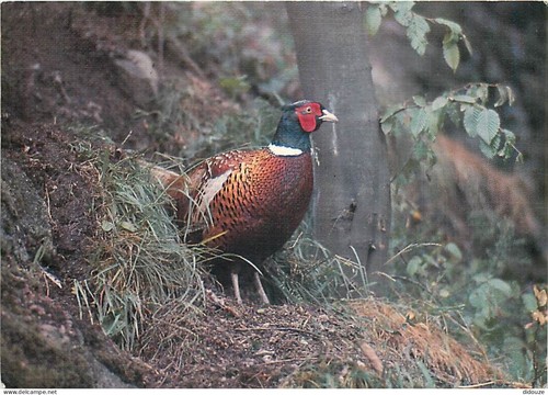 Carte postale animaux - carte,