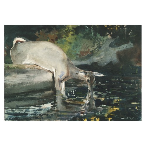 Cerf bord ruisseau - bord,