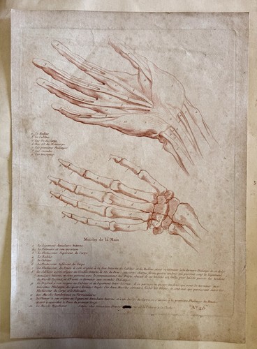 Gravure anatomie ancienne main