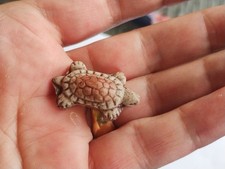 Fève Ancienne TORTUE 1ère Époque PARFAIT ÉTAT * 196