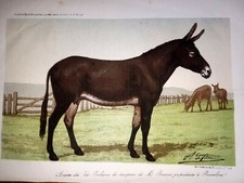 Anesse des iles baléares race ane rare lithographie 19ème gravure en couleurs
