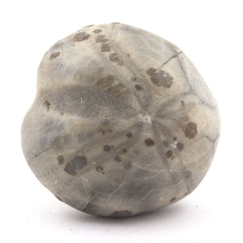 Oursin fossile toxaster - oursin, fossile,