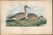 1860 Lithographie aquarellée