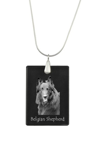 Chiens berger belge collier - belge,