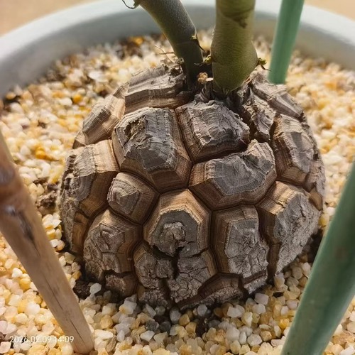 Rare plant cacti dioscorea - rare,