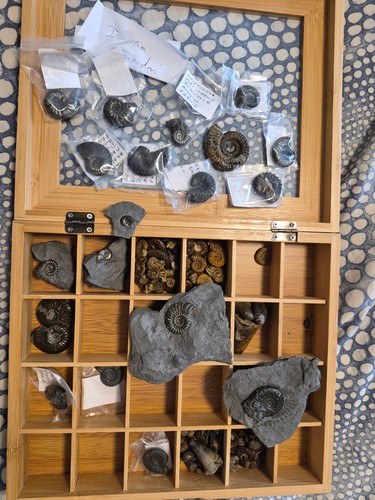 Fossiles ammonite domérien - ammonite, du