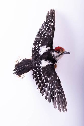 Taxidermy syrian woodpecker - taxidermy,