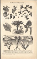 1897 Gravure originale Gymnospermes Palmier Plantes Botanique