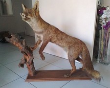 RENARD NATURALISÉ , EMPAILLÉ