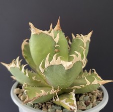 Magnifique Agave Titanota "Red Cat " Compact. Cactus Caudex Succulente Plante