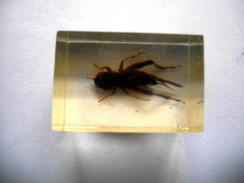 Insecte inclusion - insecte,