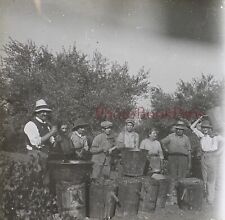 FRANCE Vie agricole La Récolte des Olives c1920 Photo Plaque dStereo Vintage 