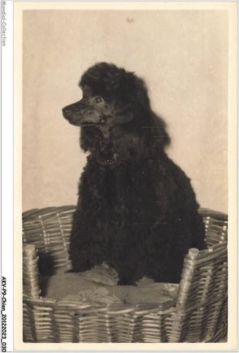 Akvp9 0660 chien - akvp9-0660-chien,