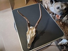 Crâne de cerf sika tête bizarde ; Cervus nippon